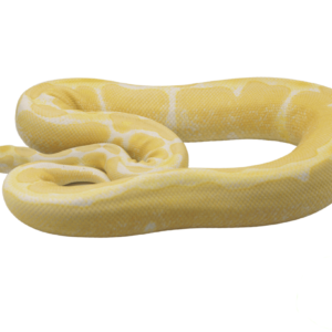 Albino Ball Python for sale