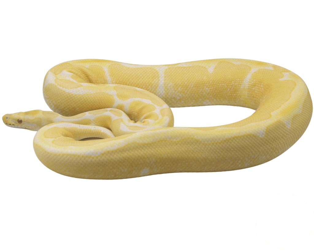 Albino Ball Python for sale