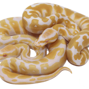 Albino Ball Python Baby