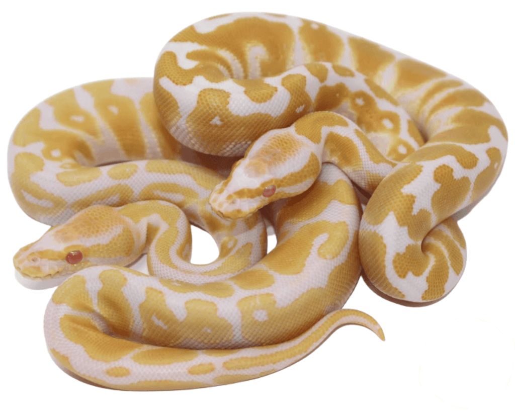 Albino Ball Python Baby