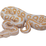 Albino Black Pastel Ball Python