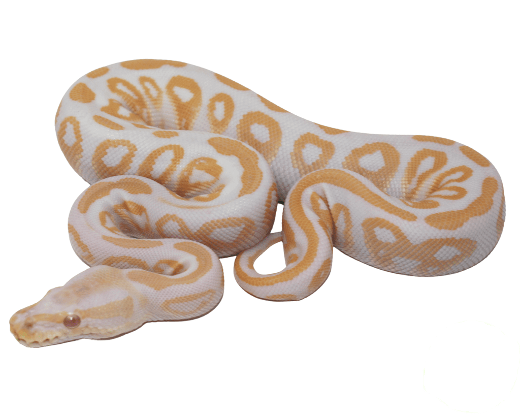 Albino Black Pastel Ball Python