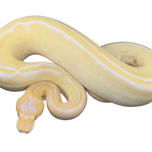 Albino Champagne Ball Python