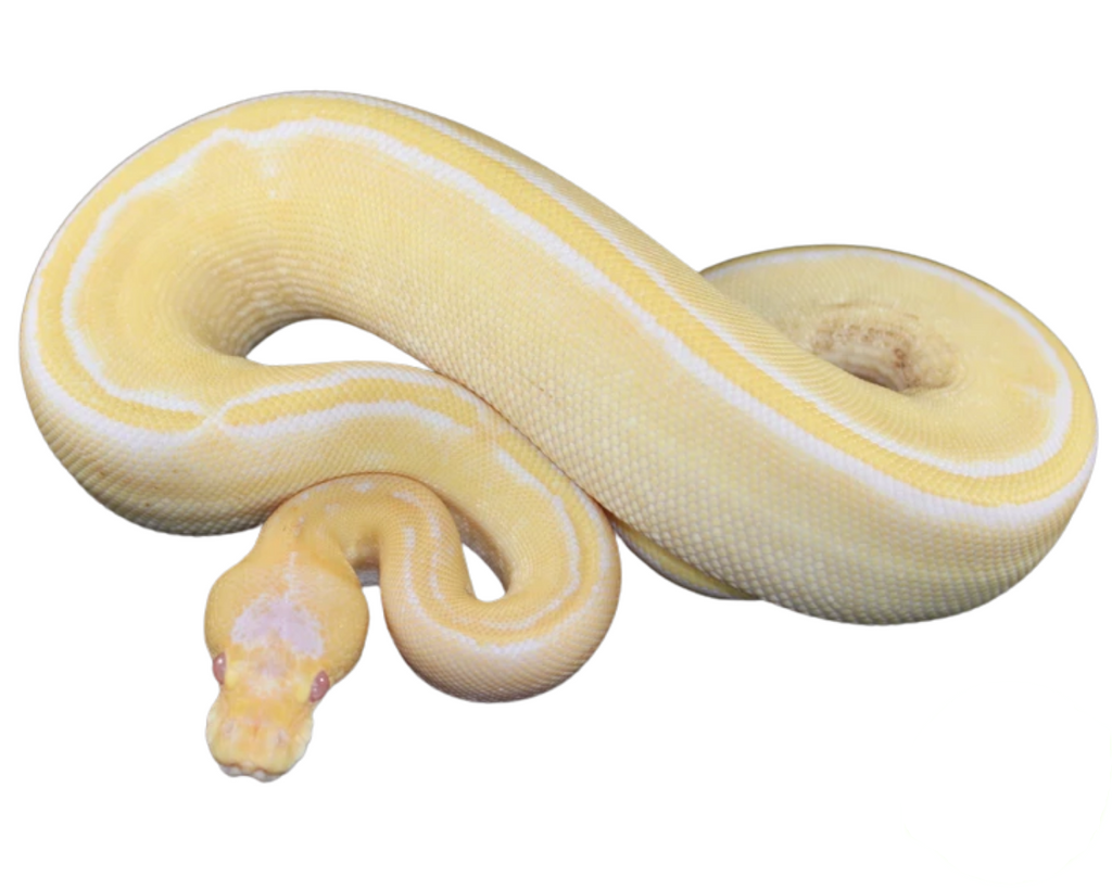 Albino Champagne Ball Python