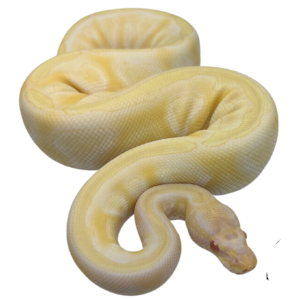 Albino Mojave Ball Python