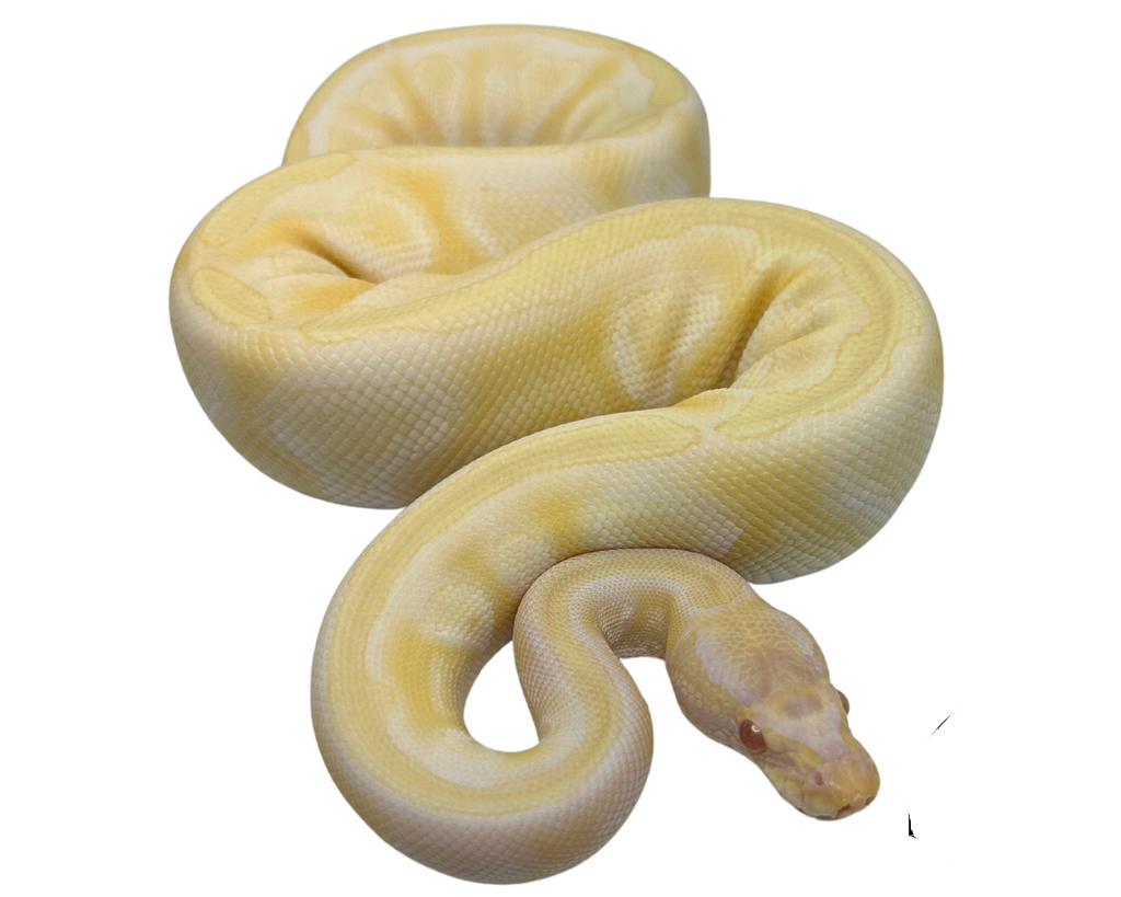 Albino Mojave Ball Python