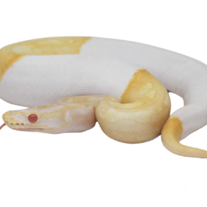 Albino Pied Ball Python Baby