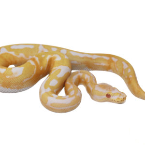 Albino Pied Ball Python (High Pattern) Baby