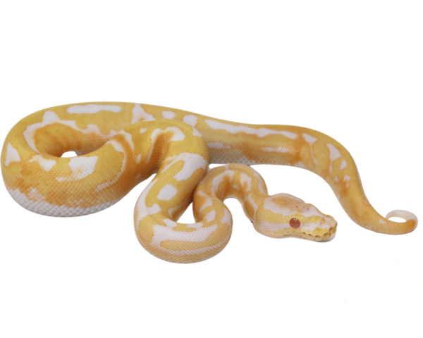 Albino Pied Ball Python (High Pattern) Baby