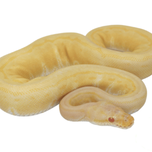 albino ball python morphs for sale