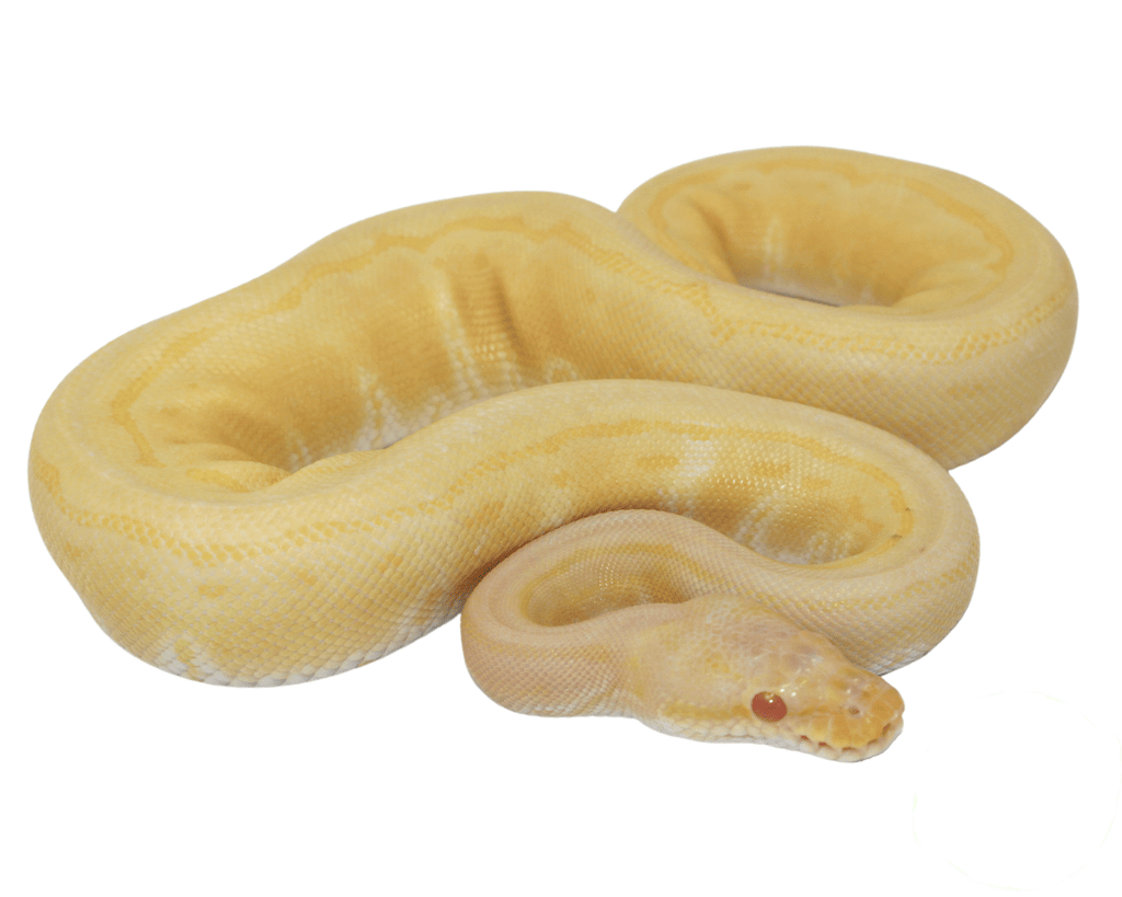 albino ball python morphs for sale