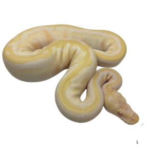 Albino Spotnose Ball Python