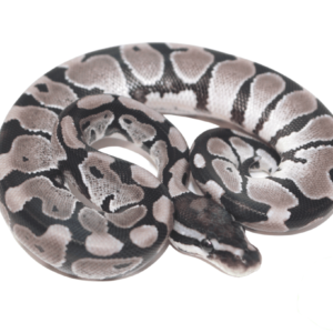 Axanthic (VPI) Ball Python Baby