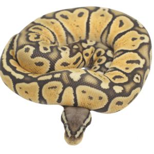 Baby Pastel Ghost Ball Python