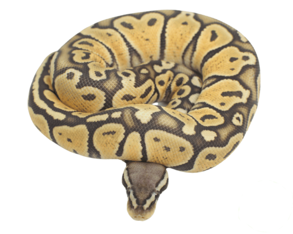 Baby Pastel Ghost Ball Python