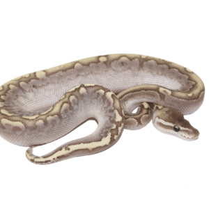 Bamboo Ball Python