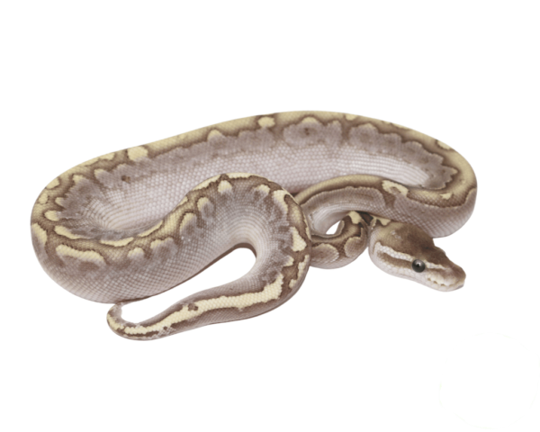 Bamboo Ball Python