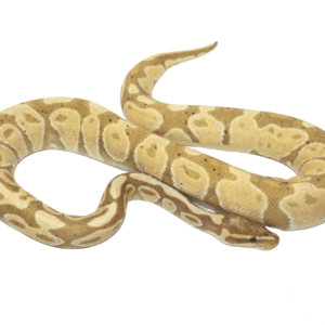 Banana Ball Python Adult