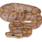 Banana Black Pastel Enchi Ball Python Baby