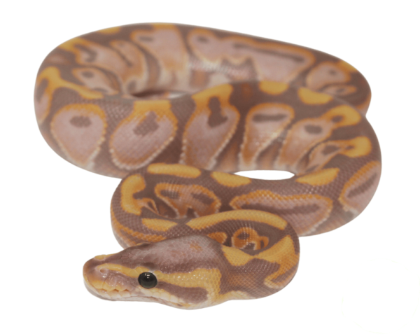 Banana Black Pastel Enchi Ball Python Baby