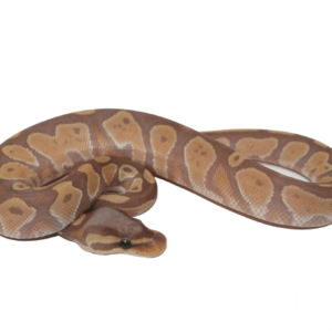 Banana Blackhead Fire Ball Python