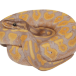 Banana Blackhead Yellowbelly Ball Python