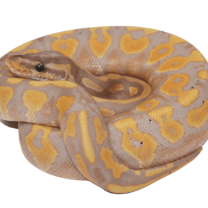 Banana Blackhead Yellowbelly Ball Python