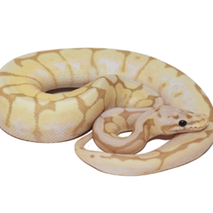 Banana Calico Bumblebee Ball Python