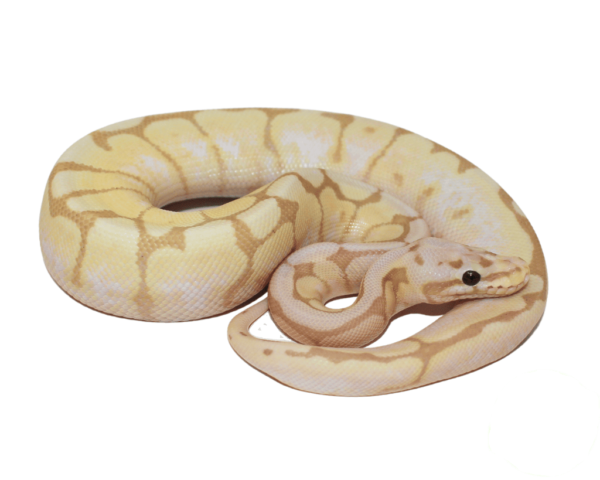 Banana Calico Bumblebee Ball Python