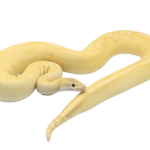 Banana Champagne Ball Python Adult Female