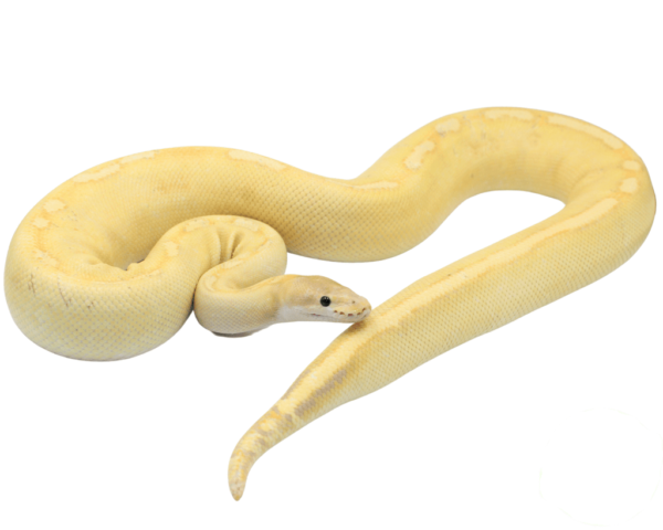 Banana Champagne Ball Python Adult Female