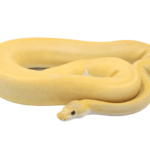 Banana Champagne Cinnamon Ball Python Adult Male