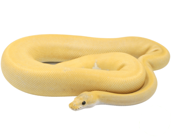 Banana Champagne Cinnamon Ball Python Adult Male