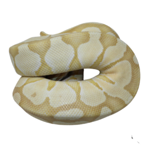 Banana Enchi Butter Ball Python Male (#112624-05)