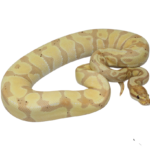 Banana Enchi Gravel Ball Python Male (#112624-01)