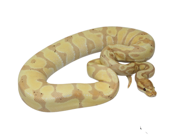 Banana Enchi Gravel Ball Python Male (#112624-01)