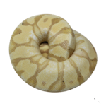 Banana Enchi Pastel Yellowbelly Ball Python Male (#112624-11)