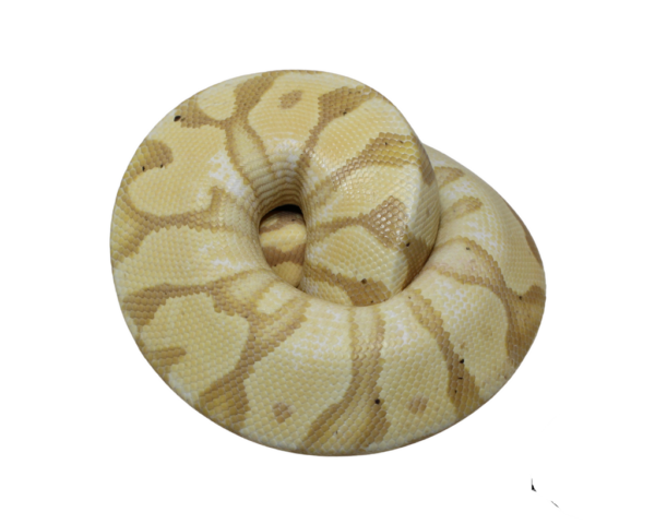 Banana Enchi Pastel Yellowbelly Ball Python Male (#112624-11)