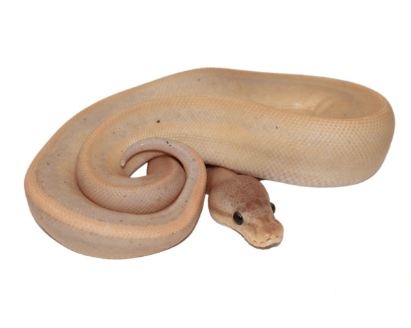 Banana Genetic Stripe Cinnamon Ball Python