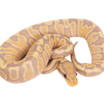 Banana GHI Fire Ball Python