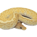 Banana King Pin Ball Python