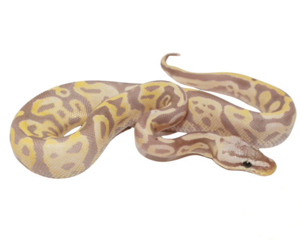 Banana Leopard Fire Yellowbelly Ball Python