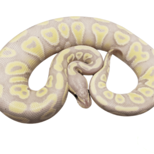 Banana Mojave Ball Python