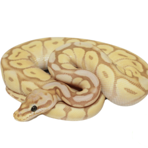 Banana Mojave Bumblebee Ball Python