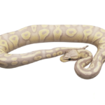 Banana Pastave Ball Python