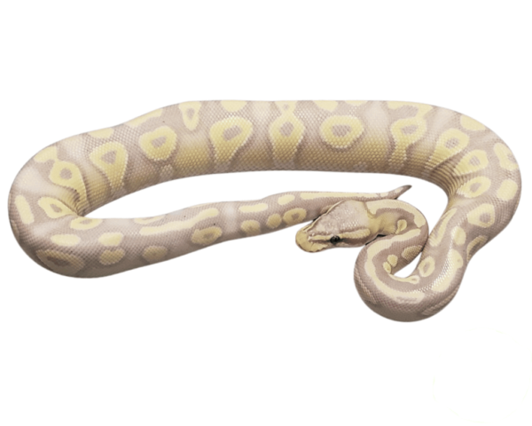 Banana Pastave Ball Python