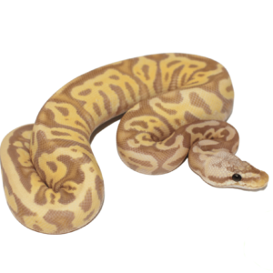 Banana Pastel Leopard Ball Python