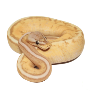 banana pastel ball python for sale