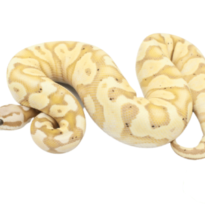 Banana Pastel Yellowbelly Ball Python