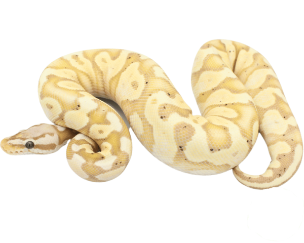 Banana Pastel Yellowbelly Ball Python